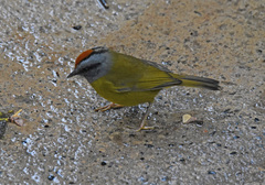 Myiothlypis coronata