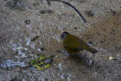 Myiothlypis coronata