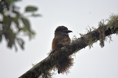 Hapaloptila castanea