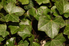 Hedera helix