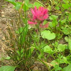 Castilleja parviflora oreopola