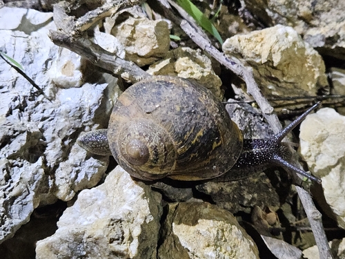 Cornu aspersum