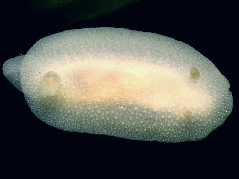 Sea Lemons and Allies