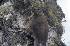 Xiphocolaptes promeropirhynchus