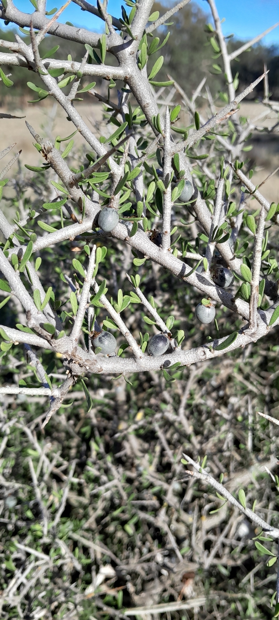 Melicytus angustifolius