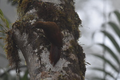 Xiphocolaptes promeropirhynchus