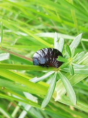 Timarcha tenebricosa