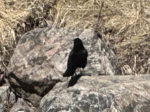 American Crow