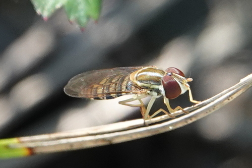 Unknown species found near Harris County, TX, USA