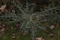 Cirsium vulgare