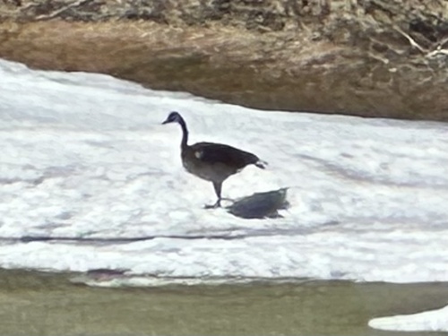 Canada Goose