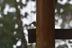 Myiothlypis coronata