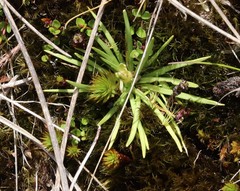 Stylidium subulatum
