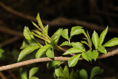 Sambucus nigra