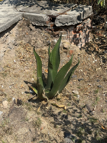 Maguey Pulquero (Agave salmiana)