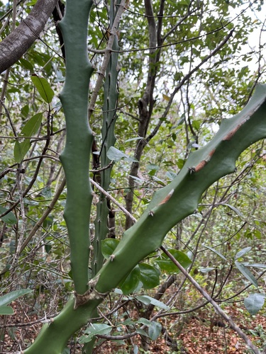 Triangle Cactus (Acanthocereus tetragonus)