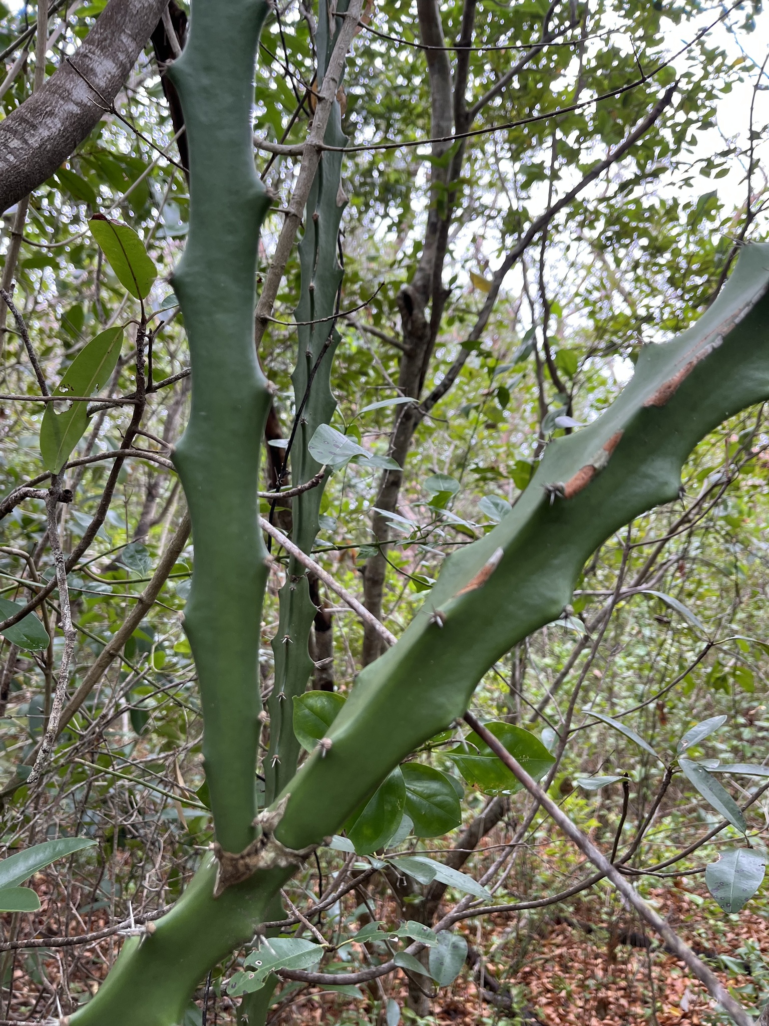 Triangle Cactus (Acanthocereus tetragonus)