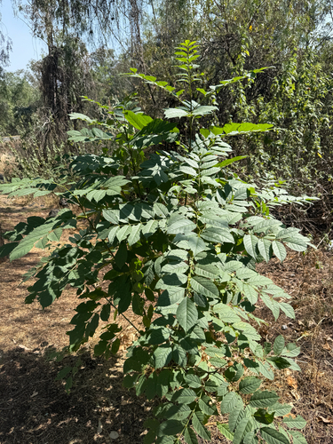 Shamel Ash (Fraxinus uhdei)