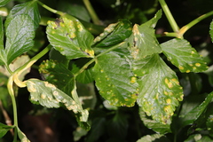 Puccinia smyrnii