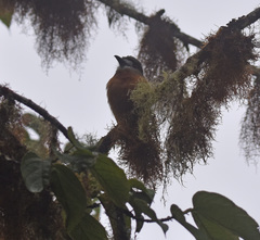 Hapaloptila castanea