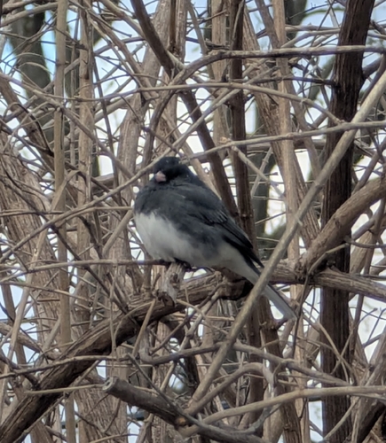 Dark-eyed Junco photographed in Michigan