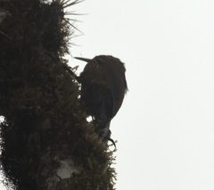 Xiphocolaptes promeropirhynchus