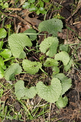 Alliaria petiolata