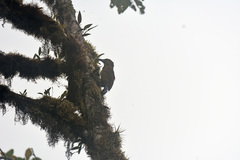 Xiphocolaptes promeropirhynchus