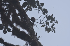 Xiphocolaptes promeropirhynchus