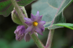 Solanum vestissimum