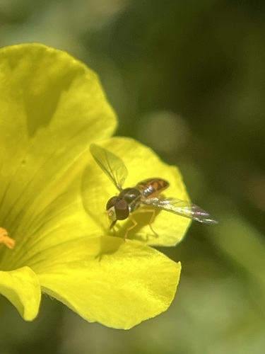 Unknown species found near Cabrillo national monument