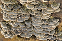 Trametes versicolor