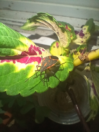 Eastern Boxelder Bug