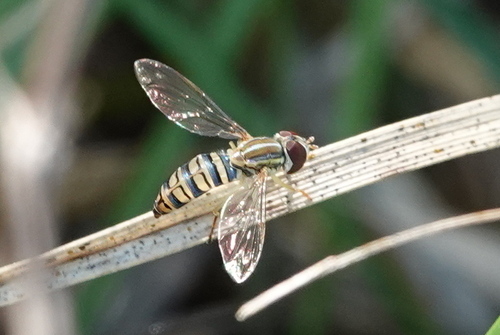 Unknown species found near Harris County, TX, USA