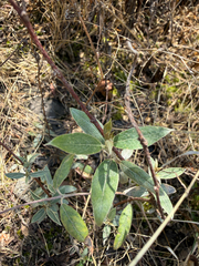 Ageratina glabrata, photograph (c) Brandon Corder, some rights reserved (CC BY)