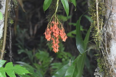Epidendrum spathatum