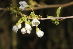 Prunus avium