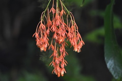 Epidendrum spathatum