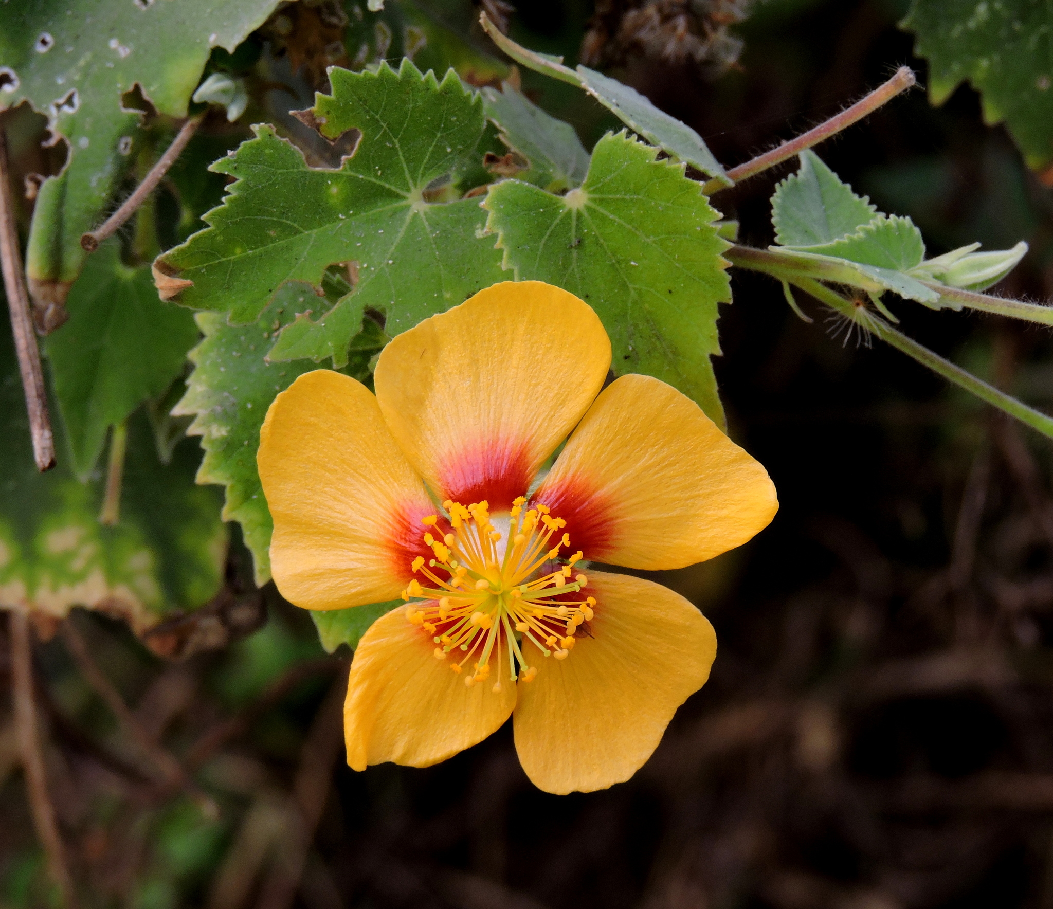 Abutilon