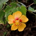 Abutilon - Photo (c) Subhajit Roy, alguns direitos reservados (CC BY-NC-ND), enviado por Subhajit Roy