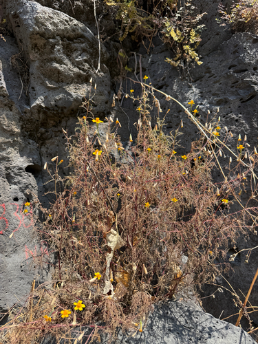 Red-crescent marigold (Tagetes lunulata)