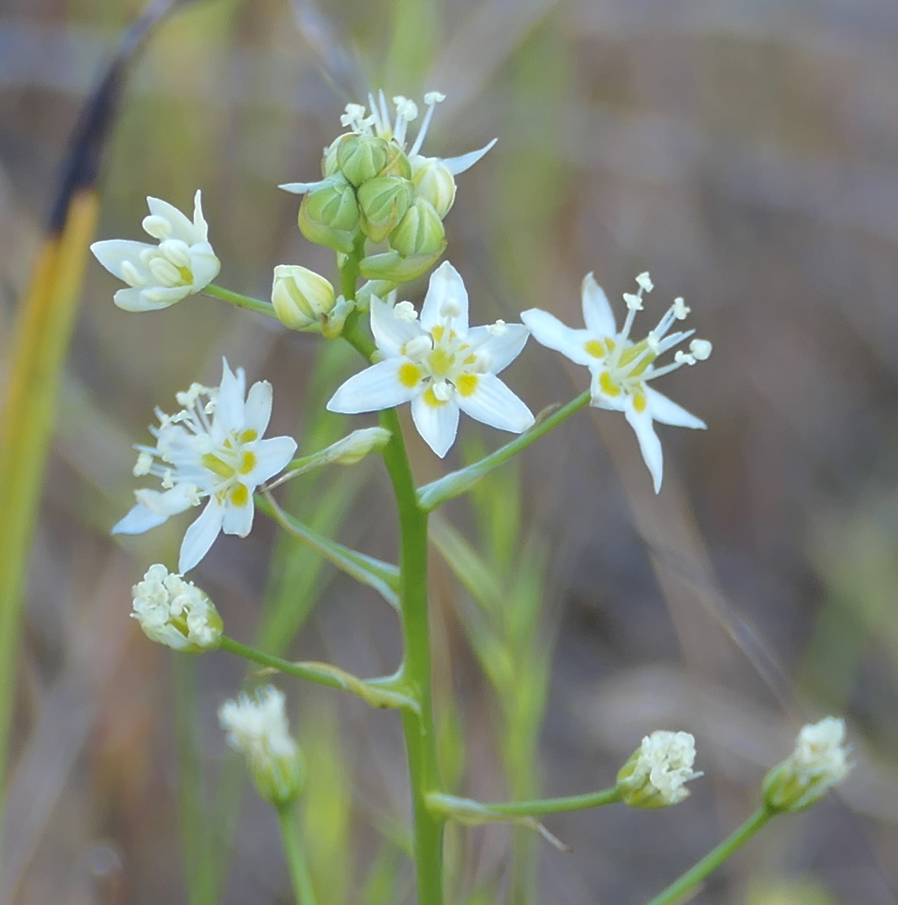 Smallflower Deathcamas (Toxicoscordion fontanum)