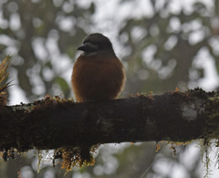 Hapaloptila castanea