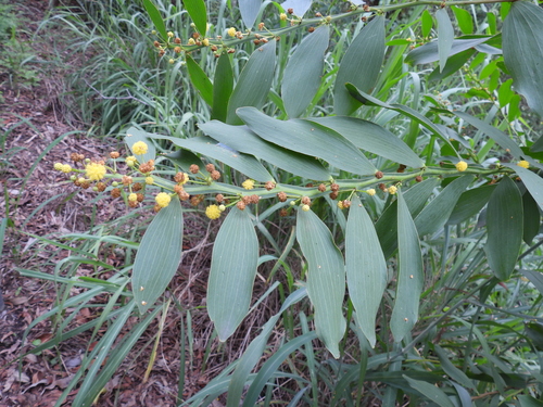flat-stemmed wattle (Acacia complanata)