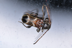 Phymatodes alni