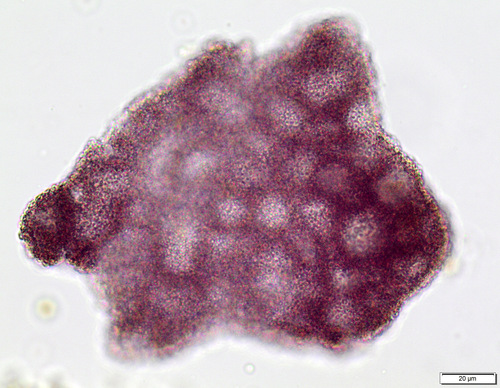 Lamprocystis observed 2026-03-19