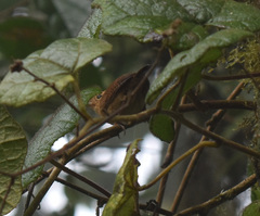 Troglodytes solstitialis