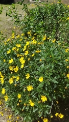 Euryops pectinatus