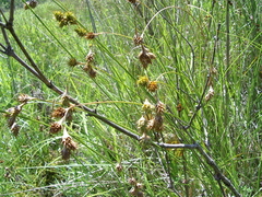 Carex straminea