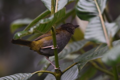 Chlorospingus semifuscus